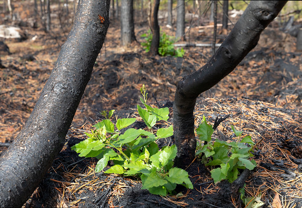 A forest after a fire in Selkie village in northern Carelia August 2021.