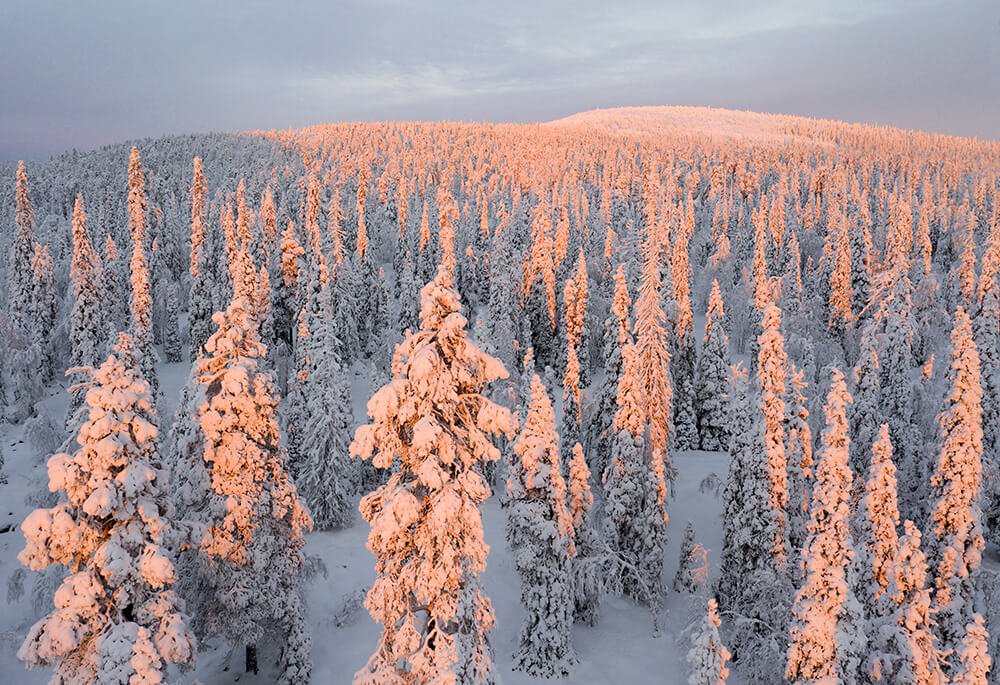Näkymä Sallan kansallispuistoon, kuva valokuvaaja Mika Honkalinna.