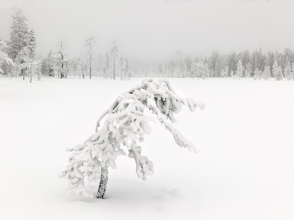 Kuurainen suomänty Sallan kansallsipuistossa tammikuussa. Kuvannut luonnonvalokuvaaja Mika Honkalinna. 