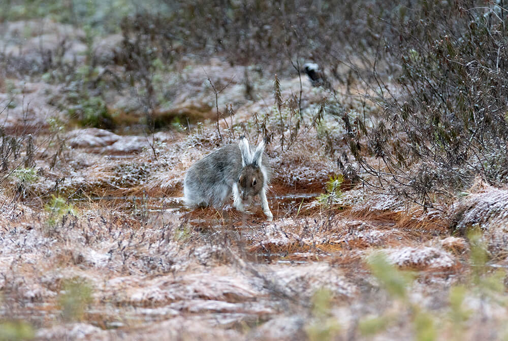 An arctic hare at swamp eating first fresh food in May. Photo Mika Honkalinna.