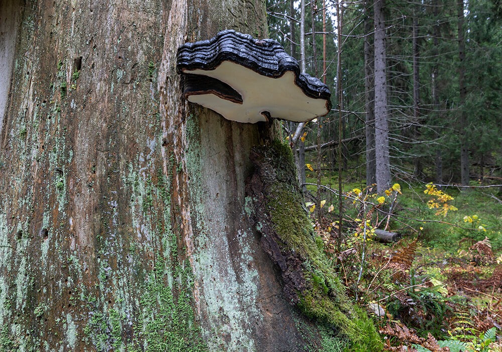 Kääpä kelokuusessa Niivermäen metsässä. Kuvaaja Mika Honkalinna.