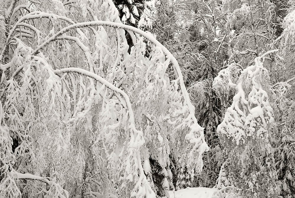 Koivut lumen alla. Kuva Mika Honkalinna.